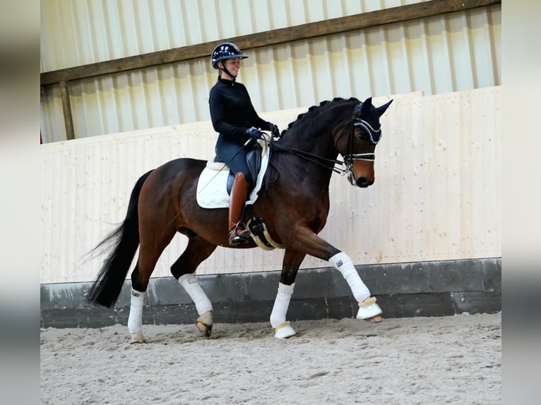 Caballo de deporte alemán Caballo castrado 12 años 170 cm Castaño oscuro in Hohenfelde