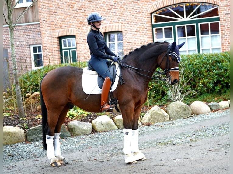 Caballo de deporte alemán Caballo castrado 12 años 170 cm Castaño oscuro in Hohenfelde