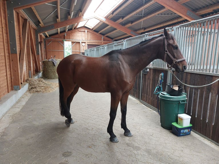 Caballo de deporte alemán Caballo castrado 12 años 171 cm Castaño in Vechelde