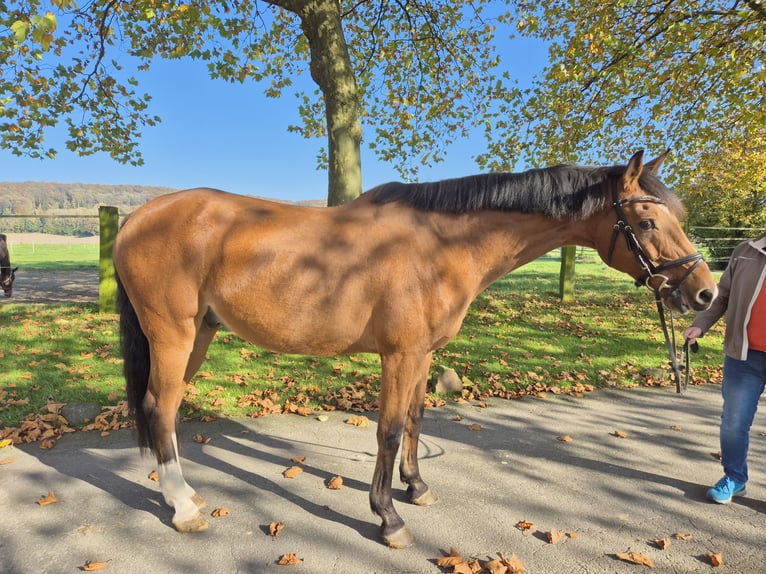 Caballo de deporte alemán Caballo castrado 12 años 173 cm Castaño in Bad Iburg