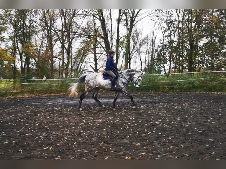 Caballo de deporte alemán Caballo castrado 12 años 173 cm Tordo rodado in Nersingen