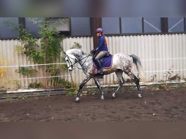 Caballo de deporte alemán Caballo castrado 12 años 173 cm Tordo rodado in Nersingen