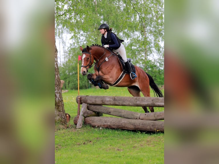 Caballo de deporte alemán Caballo castrado 12 años 175 cm Castaño in Burggen