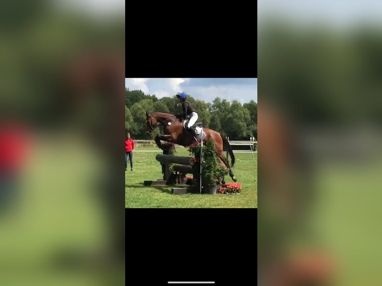 Caballo de deporte alemán Caballo castrado 12 años 175 cm Castaño in Burggen