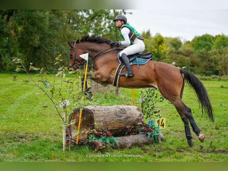 Caballo de deporte alemán Caballo castrado 12 años 175 cm Castaño in Burggen