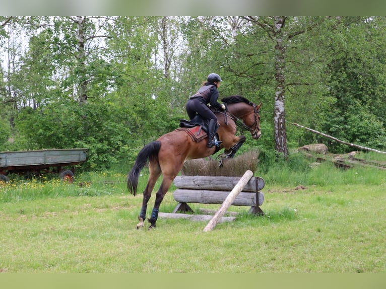 Caballo de deporte alemán Caballo castrado 12 años 175 cm Castaño in Burggen