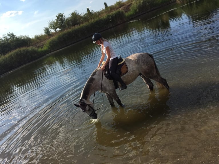 Caballo de deporte alemán Caballo castrado 12 años 175 cm Tordo in Artern