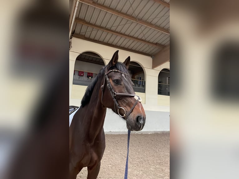 Caballo de deporte alemán Caballo castrado 12 años 176 cm Castaño in Dettighofen