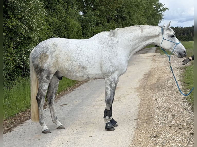 Caballo de deporte alemán Caballo castrado 12 años 179 cm Tordo in Herzogenaurach