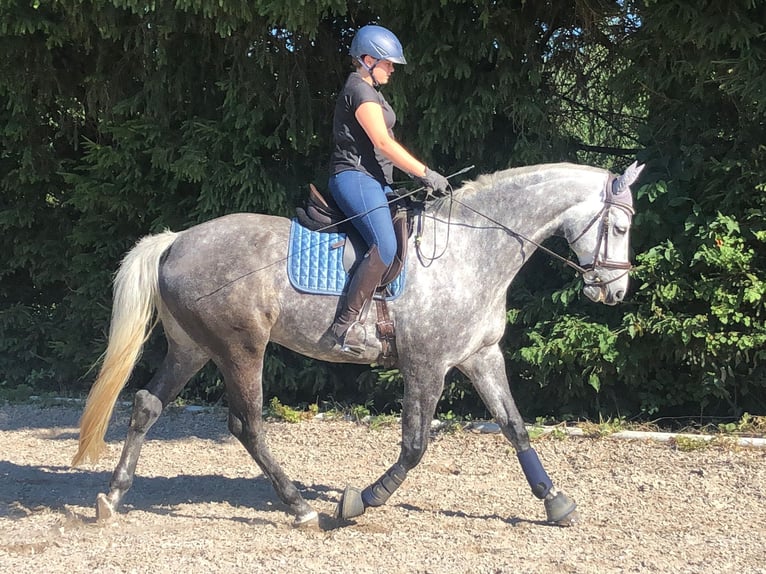 Caballo de deporte alemán Caballo castrado 12 años 179 cm Tordo in Herzogenaurach