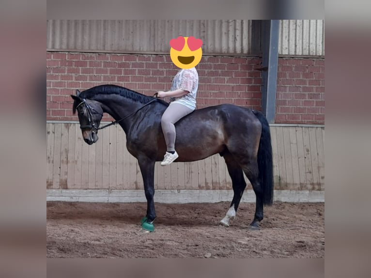 Caballo de deporte alemán Caballo castrado 12 años 188 cm Castaño oscuro in Menslage