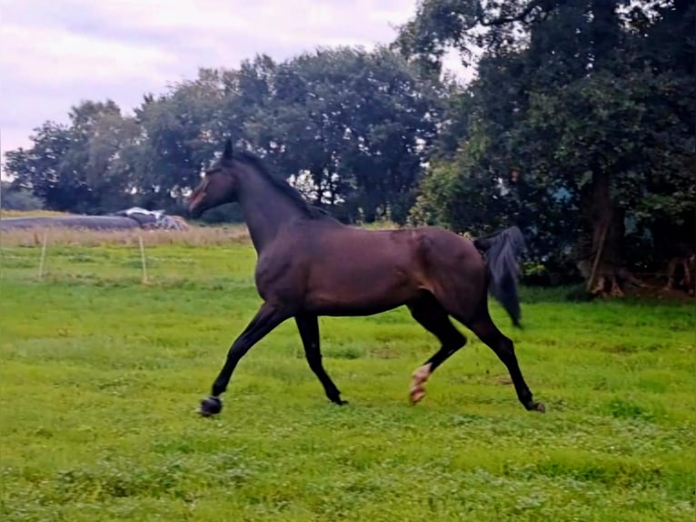 Caballo de deporte alemán Caballo castrado 12 años 188 cm Castaño oscuro in Menslage