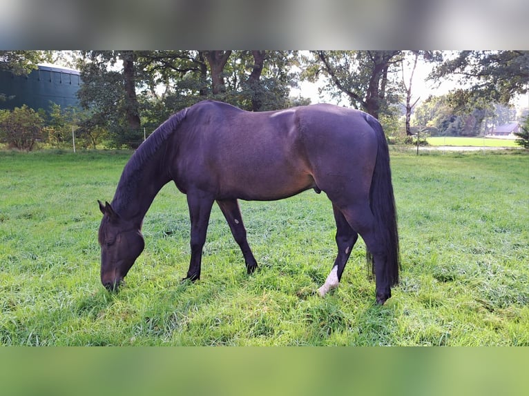 Caballo de deporte alemán Caballo castrado 12 años 188 cm Castaño oscuro in Menslage