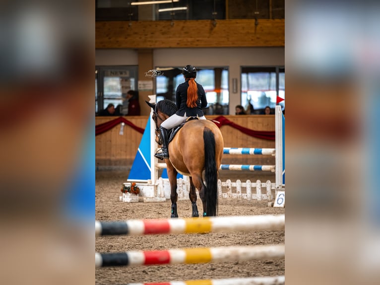 Caballo de deporte alemán Caballo castrado 12 años Castaño in Bünde