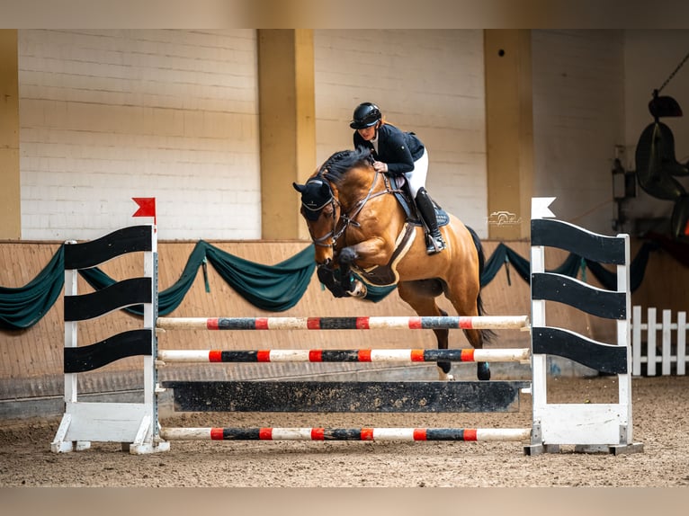 Caballo de deporte alemán Caballo castrado 12 años Castaño in Bünde