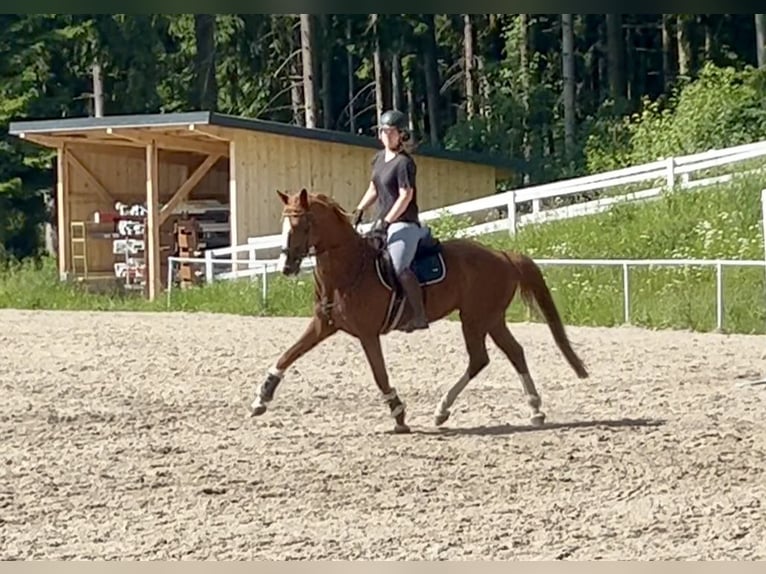Caballo de deporte alemán Caballo castrado 13 años 162 cm Alazán in Pelmberg