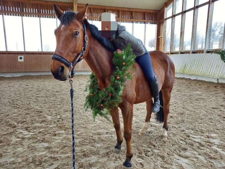 Caballo de deporte alemán Caballo castrado 13 años 165 cm Castaño in Leisnig Caballo de deporte alemán Caballo castrado 13 años 165 cm Castaño in Leisnig
