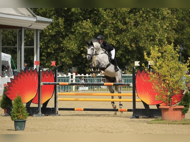 Caballo de deporte alemán Caballo castrado 13 años 167 cm Tordo rodado in Altötting