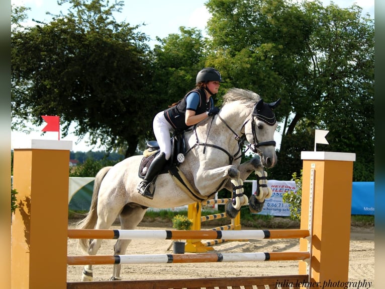 Caballo de deporte alemán Caballo castrado 13 años 167 cm Tordo rodado in Altötting