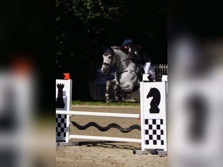 Caballo de deporte alemán Caballo castrado 13 años 167 cm Tordo rodado in Altötting