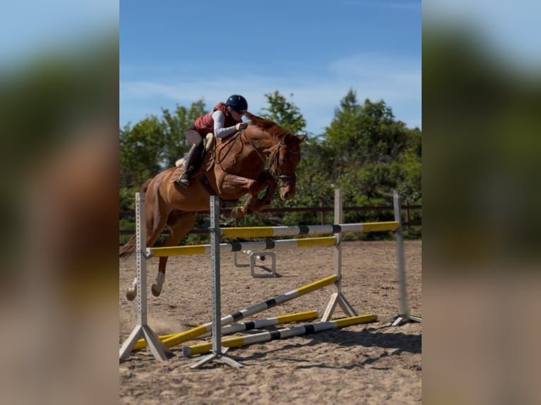Caballo de deporte alemán Caballo castrado 13 años 168 cm Alazán in Kletkamp