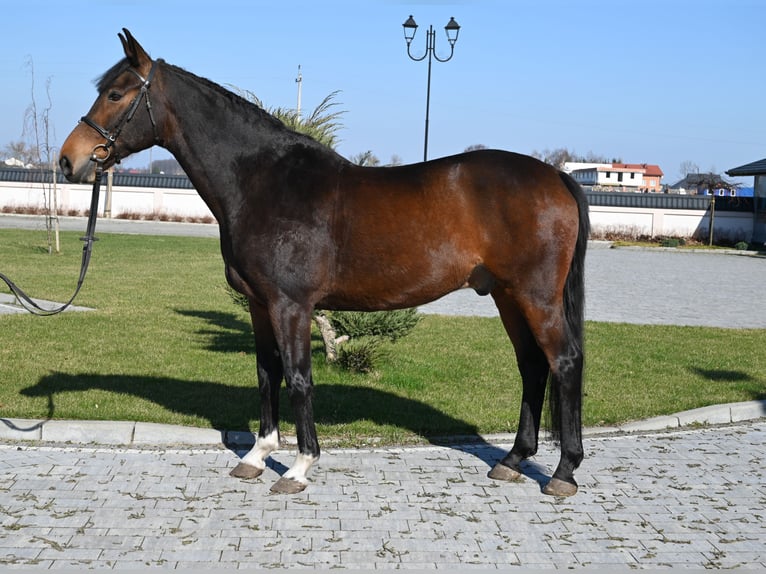 Caballo de deporte alemán Caballo castrado 13 años 168 cm Castaño in Je&#x17C;&#xF3;w