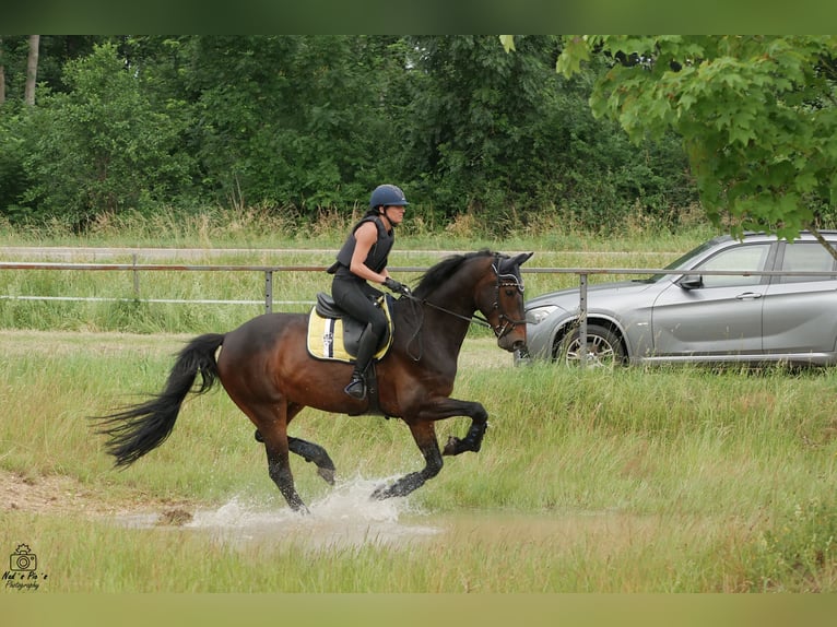 Caballo de deporte alemán Caballo castrado 13 años 168 cm Castaño oscuro in Aislingen