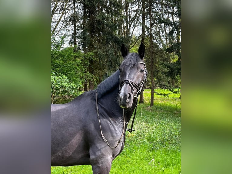 Caballo de deporte alemán Caballo castrado 13 años 168 cm Negro in Schmilau