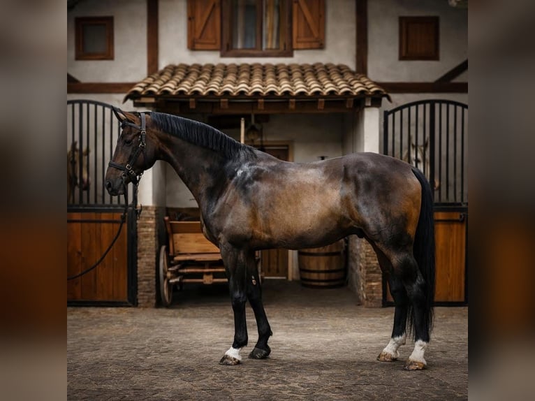 Caballo de deporte alemán Caballo castrado 13 años 170 cm Castaño in Madrid