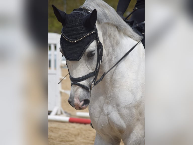 Caballo de deporte alemán Caballo castrado 13 años 170 cm Tordo in Ravensburg
