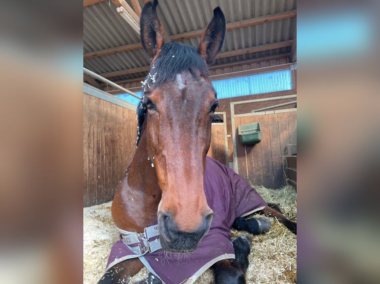 Caballo de deporte alemán Caballo castrado 13 años 171 cm Castaño in Kelkheim (Taunus)