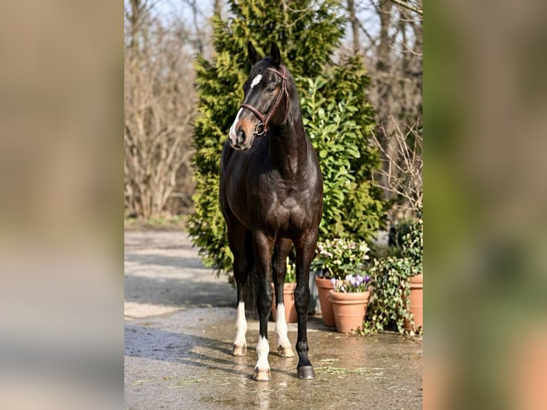 Caballo de deporte alemán Caballo castrado 13 años 171 cm Castaño oscuro in Mór