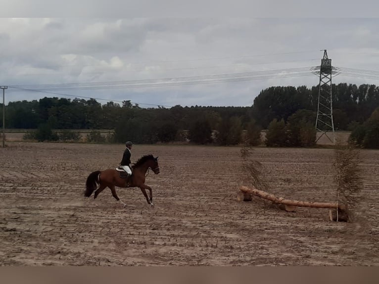 Caballo de deporte alemán Caballo castrado 13 años 172 cm Castaño in Berlin