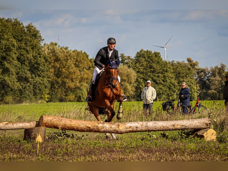 Caballo de deporte alemán Caballo castrado 13 años 172 cm Castaño in Berlin