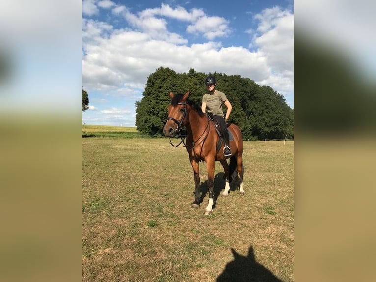 Caballo de deporte alemán Caballo castrado 13 años 172 cm Castaño in Berlin