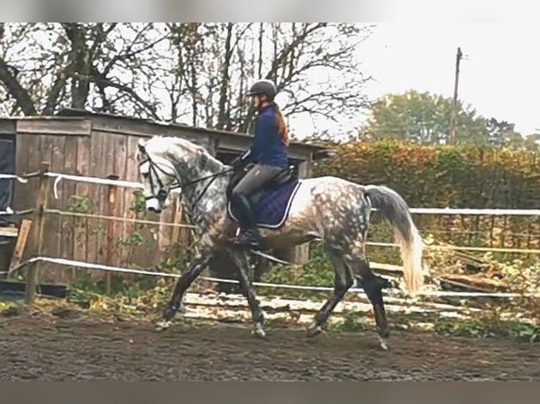 Caballo de deporte alemán Caballo castrado 13 años 172 cm Tordo in Nersingen