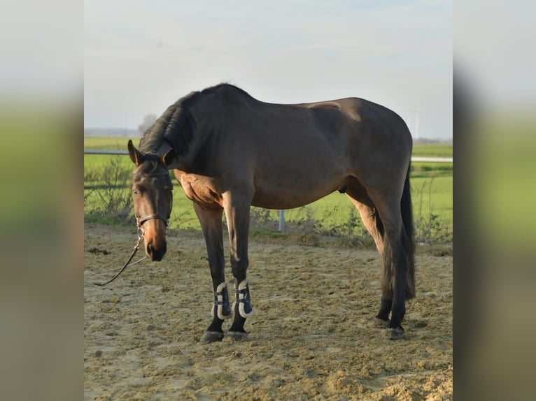 Caballo de deporte alemán Caballo castrado 13 años 175 cm Castaño in Geilenkirchen