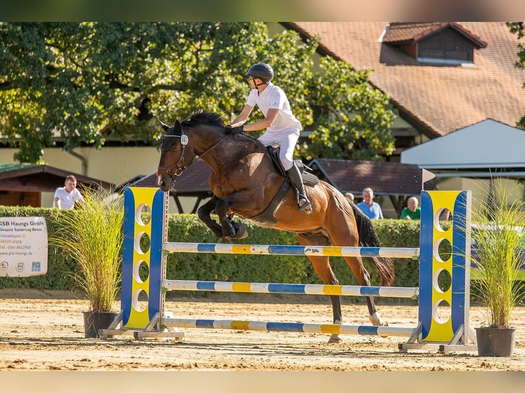 Caballo de deporte alemán Caballo castrado 13 años 179 cm Castaño oscuro in Leipzig