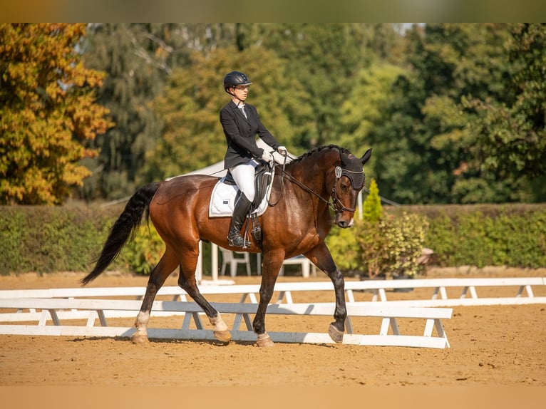 Caballo de deporte alemán Caballo castrado 13 años 179 cm Castaño oscuro in Leipzig