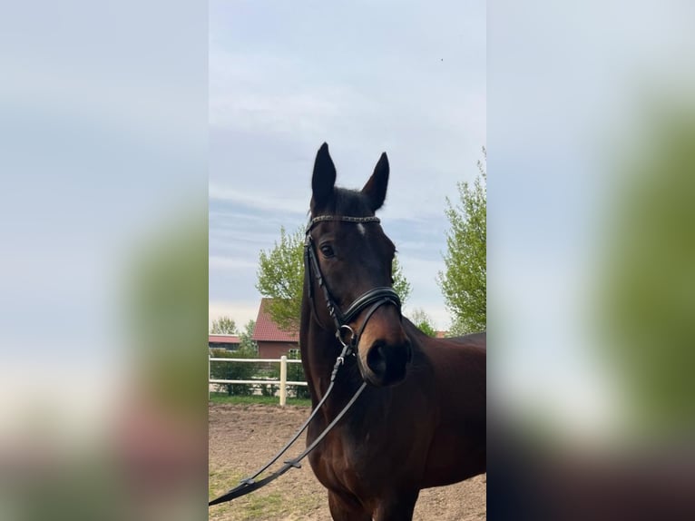 Caballo de deporte alemán Caballo castrado 13 años 180 cm Castaño in Berlin
