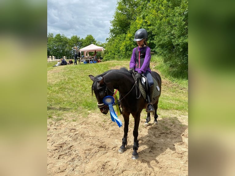Caballo de deporte alemán Caballo castrado 14 años 135 cm Castaño in Brabrand, Aarhus