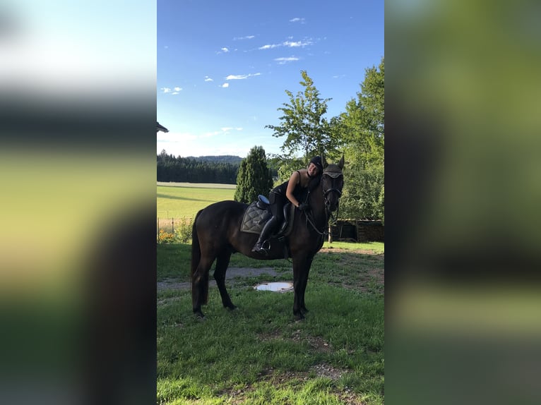 Caballo de deporte alemán Mestizo Caballo castrado 14 años 155 cm Negro in LoßburgLoßburg