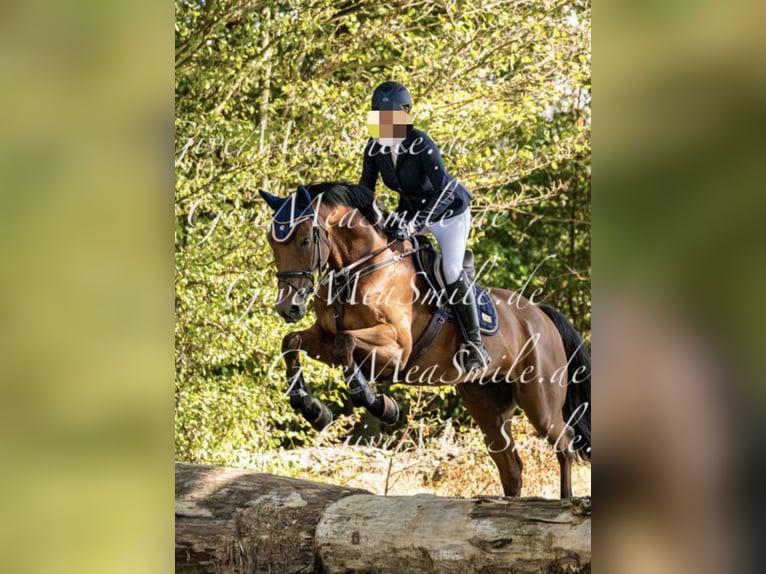 Caballo de deporte alemán Caballo castrado 14 años 164 cm Castaño in Leisnig