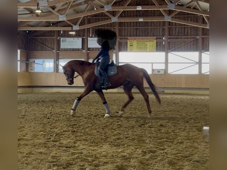 Caballo de deporte alemán Caballo castrado 14 años 168 cm Alazán in Langenenslingen
