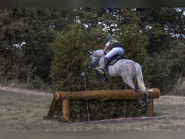 Caballo de deporte alemán Caballo castrado 14 años 170 cm Tordo in Hajen