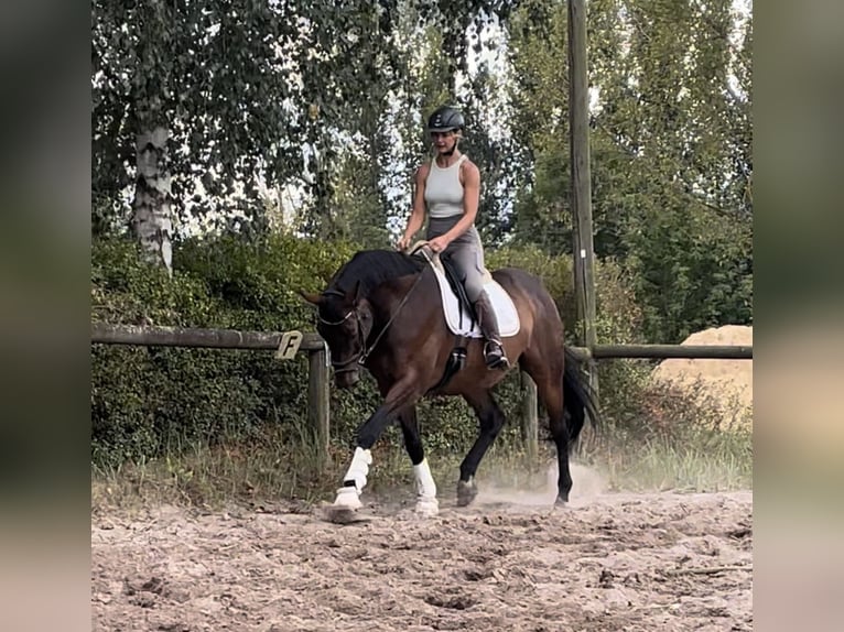 Caballo de deporte alemán Caballo castrado 14 años 172 cm Castaño in Trebbin