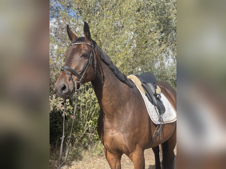 Caballo de deporte alemán Caballo castrado 14 años 172 cm Castaño in Trebbin