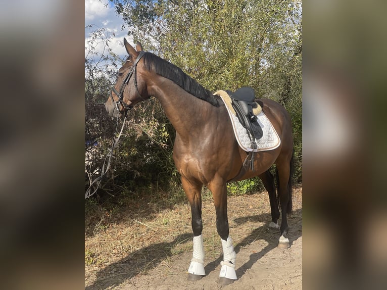 Caballo de deporte alemán Caballo castrado 14 años 172 cm Castaño in Trebbin