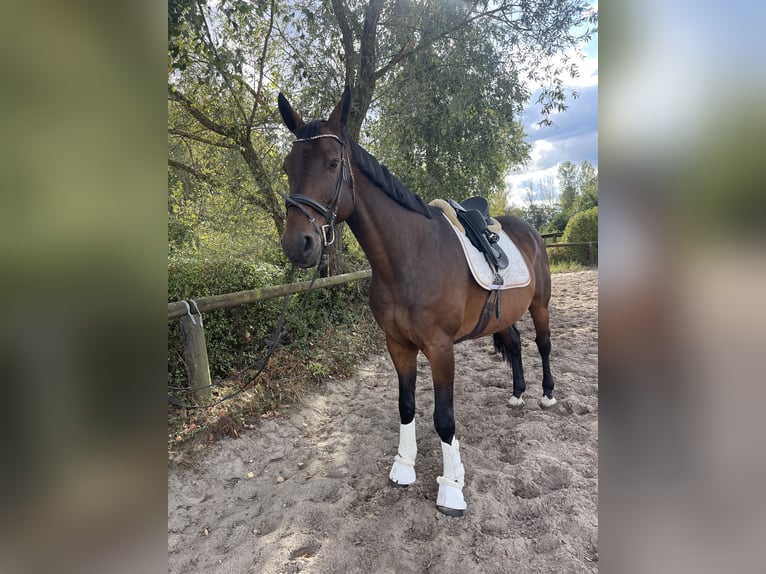 Caballo de deporte alemán Caballo castrado 14 años 172 cm Castaño in Trebbin