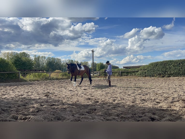 Caballo de deporte alemán Caballo castrado 14 años 172 cm Castaño in Trebbin